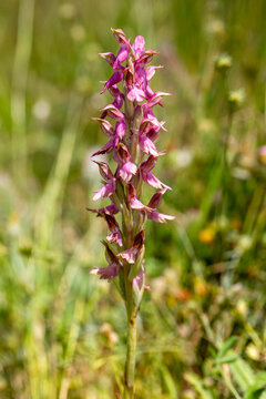 Rare Holy Orchid (Anacamptis sancta) Wildflower Blooming in a Sunny Aegean Meadow