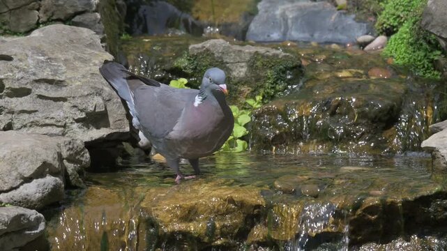 Wood Pigeon (Columba palumbus) drinking from an ornamental feature in a London park. May, UK [Half speed]