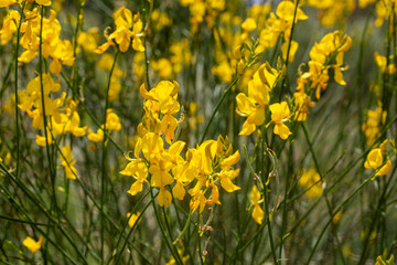 Obraz premium Vibrant Yellow Spanish Broom (Spartium junceum) Flowers Blooming in a Sunny Meadow
