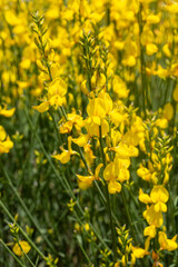 Obraz premium Vibrant Yellow Spanish Broom (Spartium junceum) Flowers Blooming in a Sunny Meadow
