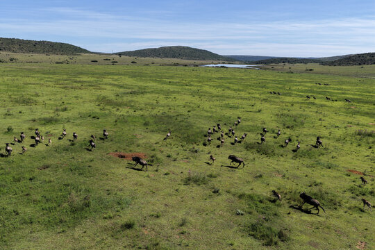 Aerial view of a herd of wildebeest running across the green savanna with rolling hills and a small lake under a clear sky in Waterberg District Municipality, Limpopo, South Africa.