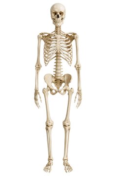 Full body human skeleton anatomy isolated on white background, 3D illustration generative AI