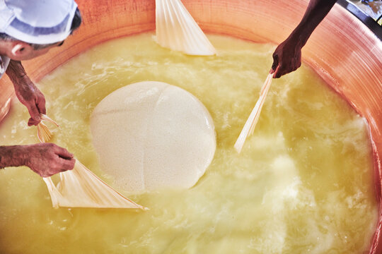 Cheesemakers lifting the freshly formed parmesan curd from a large copper cauldron, a traditional technique used in creating Parmigiano Reggiano, Parma, Italy, Europe