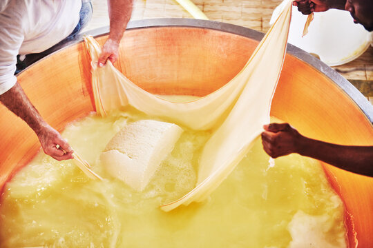 Cheesemakers lifting the freshly formed parmesan curd from a large copper cauldron, a traditional technique used in creating Parmigiano Reggiano, Parma, Italy, Europe