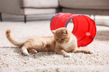 Fototapeta premium Cute cat resting on carpet and toy tunnel at home