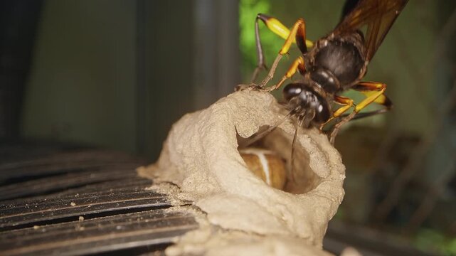 Macro Dolly Close Up of Potter Wasp Guarding Fresh Mud Nest With Visible Cocoon Inside, Natural Insect Architecture and Tropical Wildlife Scene