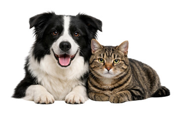 Fototapeta premium Border Collie dog and tabby cat lying together isolated on white background
