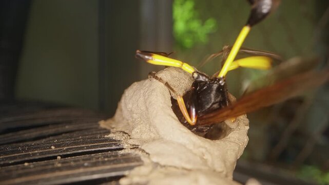 Extreme Macro Close Up of Potter Wasp Entering Mud Nest to Seal Cocoon Chamber, Fast Wing Motion and Tropical Insect Life Cycle