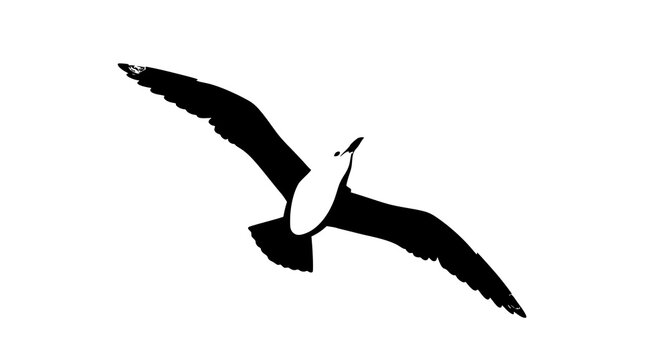 Top view seagull vector cartoon illustration with soaring seabird isolated on white background