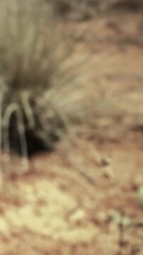 People walk through a dry landscape with scattered plants on the ground. The sun is shining brightly as they move around the area looking at their surroundings.