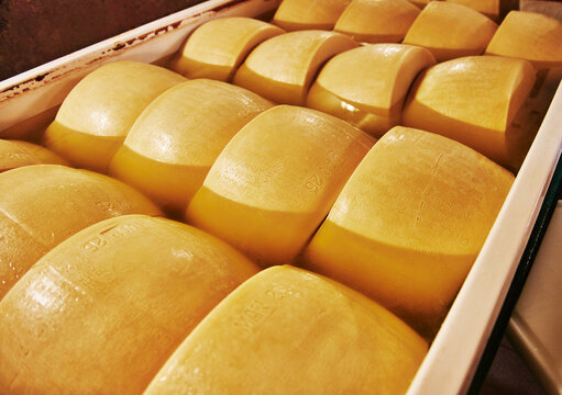 Parmigiano Reggiano cheese aging in large baths to absorb salt, typically lasting 20 to 25 days, Parma, Italy, Europe