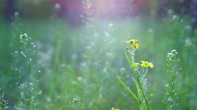 Grass Field In Golden Hour With Insects And Wind Nature Footage. Wild Meadow Plants In Evening Sunlight Atmospheric Nature Video. Meadow Herbs Moving In Breeze At Sunset With Flying Gnats Slow Motion,