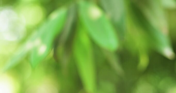 Abstract green nature bokeh background with soft focus and natural light, ideal for eco themes, presentations, wellness, and backdrops