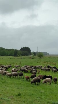 Large flock of sheep moving across green countryside landscape near forest under dramatic cloudy sky perfect for agriculture and rural visuals