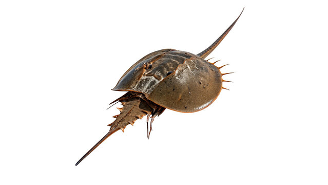 A unique prehistoric marine creature horseshoe crab animal isolated on transparent background cut out
