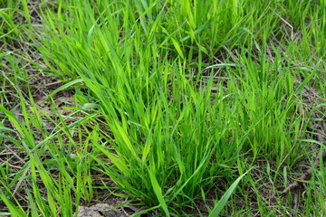 Fototapeta premium Close up of green grass growing in a field