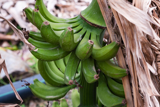 A high-angle close-up of a bunch of young green bananas growing on a banana tree. 