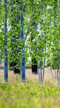 Bright green trees stand tall in a forest setting during the spring. The area is filled with fresh leaves and new growth. The grass is vibrant and healthy beneath the trees.