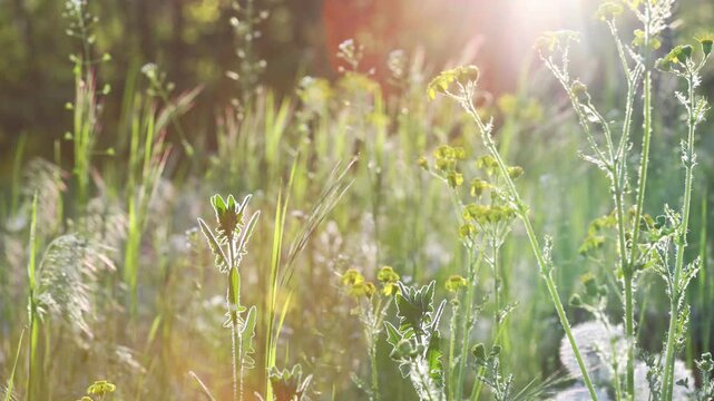 Grass Field In Golden Hour With Insects And Wind Nature Footage. Wild Meadow Plants In Evening Sunlight Atmospheric Nature Video. Meadow Herbs Moving In Breeze At Sunset With Flying Gnats Slow Motion,