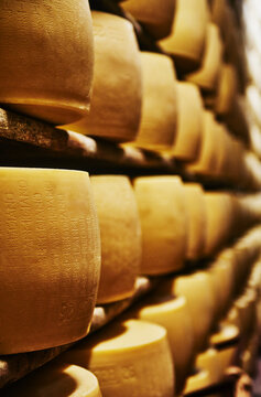 Wheels of Parmigiano Reggiano cheese aging on wooden shelves in an Italian maturation room, Parma, Italy, Europe