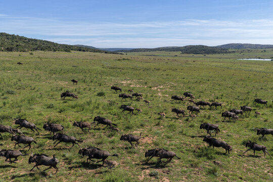 Aerial view of a large herd of wildebeest running across the vast grassy savanna with rolling hills under a clear blue sky in Waterberg District Municipality, Limpopo, South Africa.