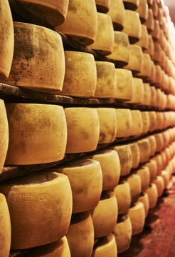 Wheels of Parmigiano Reggiano cheese aging on wooden shelves in an Italian maturation room, Parma, Italy, Europe