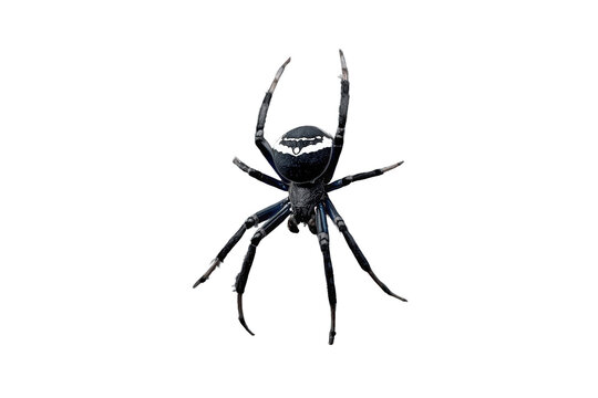 Spider featuring prominent white patterns on its dark body, captured at a macro level with a transparent background