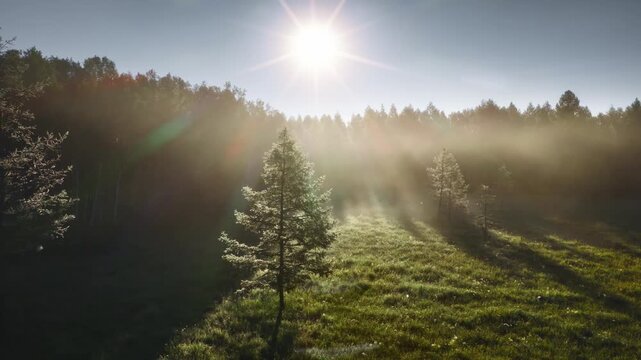 Sunbeams illuminating misty forest tree and meadow