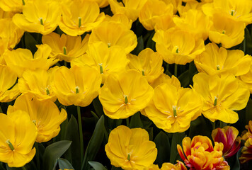 Obraz premium Yellow tulip called Lobke Triumph group. Tulips are divided into groups that are defined by their flower features