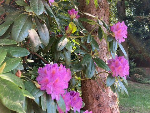 Rhododendron bl&uuml;ht im Garten neben Baumstamm
