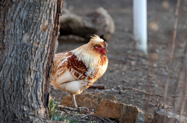 close up of a chicken with brown and white in the fall on dirt ground peeking around a tree © Deana