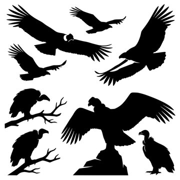 Vulture and condor silhouettes line art