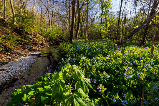 Spring Bluebells in Missouri Forest 