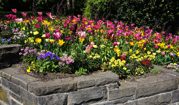 Tulpenbl&uuml;te und Fr&uuml;hbl&uuml;her im Steingarten