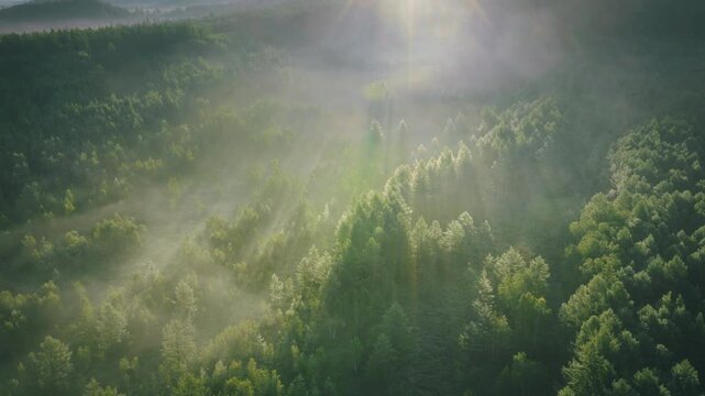 Sun rays through mist over dense green forest
