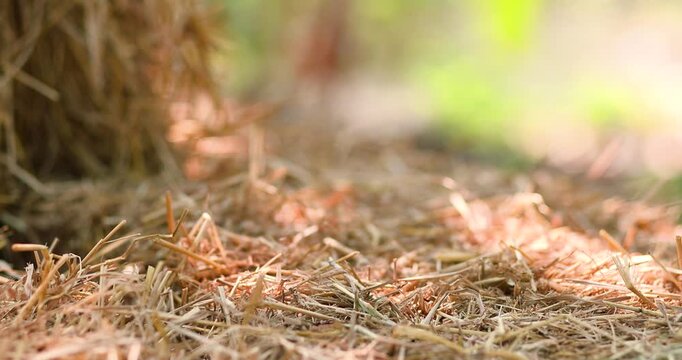 Hay bale for natural product display, Straw stack for organic advertising, soft green bokeh background and sunlight, ideal for agriculture themes, Natural backdrop and mockup use