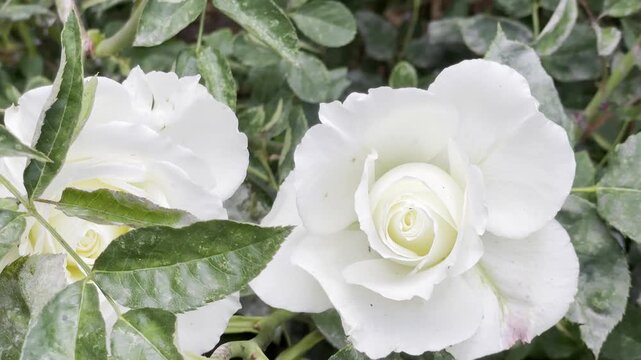 Elegant White Roses Blooming in Garden With Fresh Green Leaves