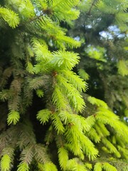 Fototapeta premium young spruce branches in sunlight, macro photography, warm golden light, soft natural atmosphere