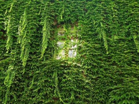 The wall of the house is densely overgrown with ivy, the small window is almost invisible.
