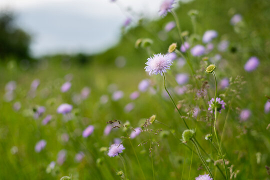 Lavender field scabious Knautia arvensis flowers in flowering Vienna meadow