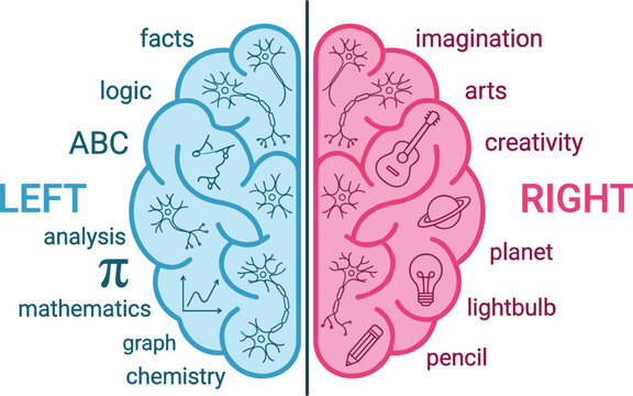 Left and Right Brain Functions Infographic Vector Illustration with Logic Mathematics and Science vs Creativity Arts and Imagination Concept