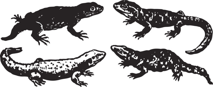 four detailed black and white salamanders in various poses, hand drawn vintage amphibians illustration