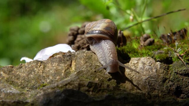 Close up of snail crawling on rock in natural forest environment