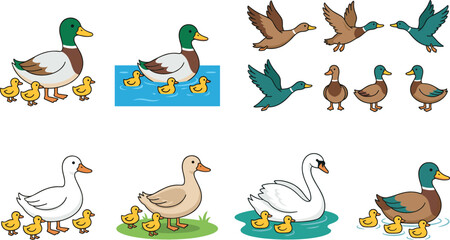 Comprehensive vector collection of cartoon ducks and swans featuring mallards, mother ducks with ducklings, and flying poses for farm, nature, and wildlife designs. © MdMehedi
