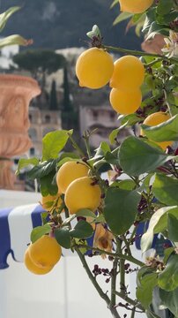Ripe yellow lemons hanging on a tree in Positano, Italy, with soft Mediterranean architecture in the background. Fresh citrus fruit, coastal travel mood, and sunny Italian atmosphere.