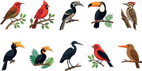 Obraz premium Diverse tropical bird vector set featuring toucan, hornbill, cardinal, and woodpecker perched on branches for wildlife education, nature posters, and exotic animal graphic designs.