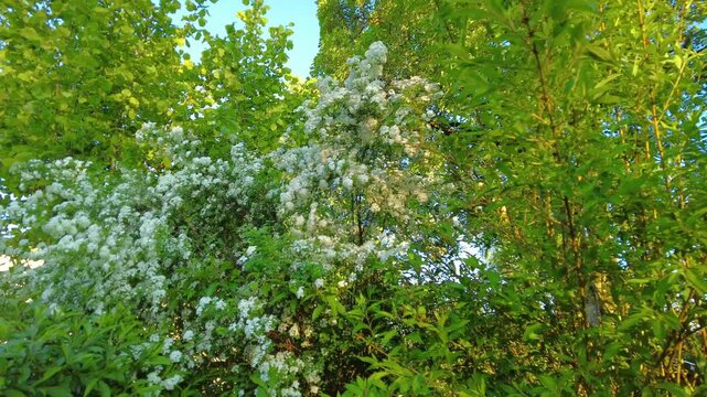 Close up of a blooming spirea bush with dense white flowers and green leaves