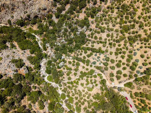 Aerial drone view of dry summer landscape with olive trees in Kritsa, Crete