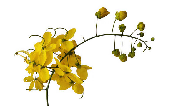Beautiful yellow cassia fistula flowers on a branch