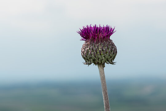 Single nodding thistle Carduus nutans bud opens against cloudy spring sky